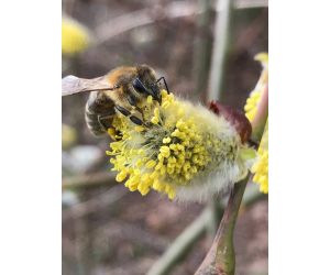 Pszczoły w obiektywie, pyłek pszczeli zbierany z wierzby